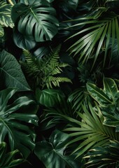 Dark green leaves of tropical plants form a dense, natural background pattern