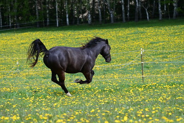 Im Galopp auf die Weide. Schöne Pferde laufen auf der blühenden Wiese