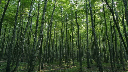Summer green forest with birch trees. Panorama of a green summer forest. Time lapse.