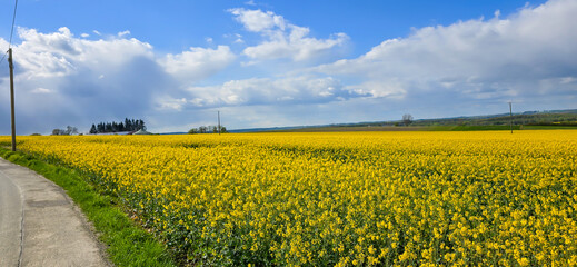 A rapeseed field on a sunny day