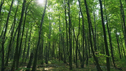 Obraz premium Green deciduous trees. Beautiful nature green landscape. Time lapse.