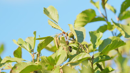 Branch of alnus glutinosa. Female alder or alnus catkins swaying and trembling in wind. Rack focus.