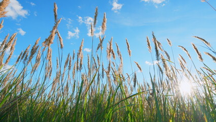 Reeds sway on wind and sun rays. Coastal vegetation in rays of setting sun. Low angle view.