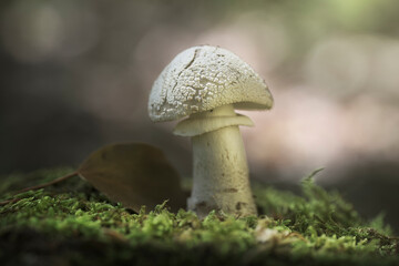 Amanita mushroom growing on the forest floor among the moss in the Akarlanda park, Bizkaia, with a...