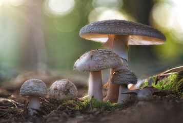 Group of mushrooms of the Amanita species growing on the forest floor among the moss in the...