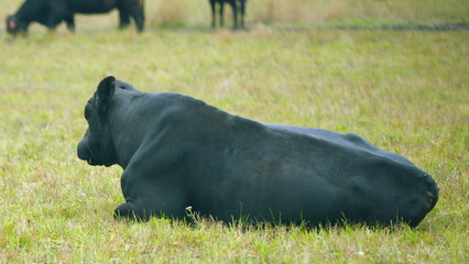 Black bull. Black cow grazing on a grass field. Cows grazing livestock industry. Selective focus.