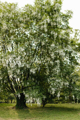 Beautiful white flowers with green leaves close-up. The American yellowwood tree is blooming in the park. Spring background. Summer landscape with trees and green meadow. Cladrastis kentuckea. Fabacea