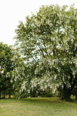 Obraz premium Beautiful white flowers with green leaves close-up. The American yellowwood tree is blooming in the park. Spring background. Summer landscape with trees and green meadow. Cladrastis kentuckea. Fabacea