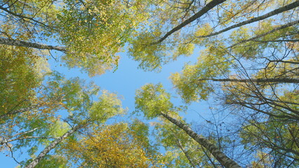 Orange autumnal foliage against blue sky in october. Tranquil and happy outdoor scene. Low angle...