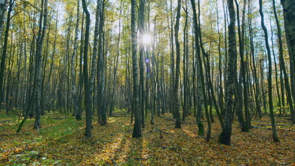 Obraz premium Landscape of autumn forest, flare from sunlight. Bright foliage in sunny autumn park. Timelapse.