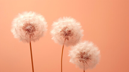 cute dandelions with fluffy peach fuzz on a peach background copy space high resolution photography, insane details