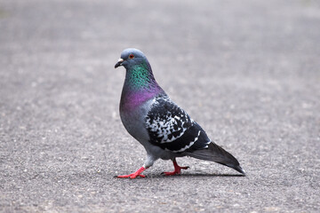 Portrait of a common pigeon, summer day, a pigeon walks along an asphalt path from right to left