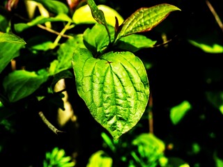 green plant