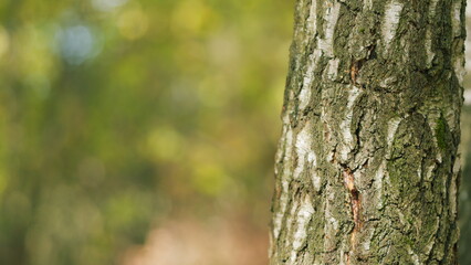 Trunk of a young birch tree in garden. Tree bark trunk a tree in forest. Environmental...