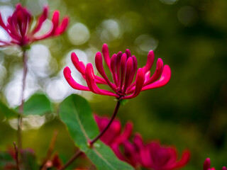 Honeysuckle