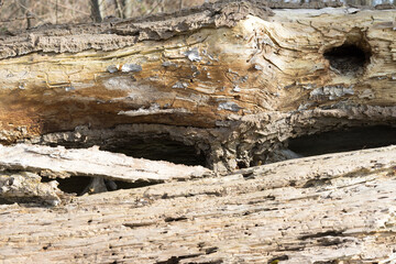 Altes Holz verrottet in der Natur, Waldpflege