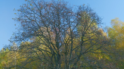 Autumn forest tree top view from below. Autumn trees on sky background. Real time.