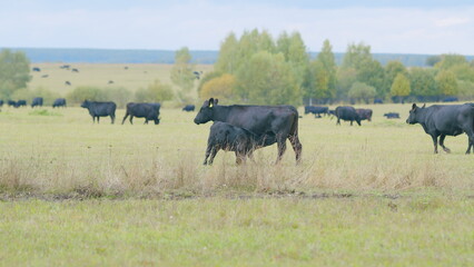 Young black cow on pastures. Black angus cows as herd. Powerful black cow that eats grass. Static view.