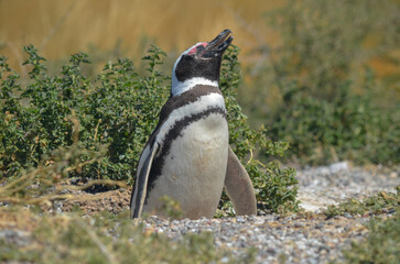 Penguins at Punta Tombo