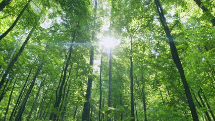 Beautiful natural summer morning in the forest. Sunny day in deciduous forest. Time lapse.