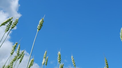 Sunlight bathing idyllic field of wheat swaying in wind. Low anlgle view. Ripening wheat field at summer day. Slow motion.