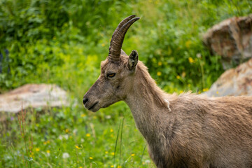 Ibex among the rocks. Maritime Alps Natural Park, ibexes graze the grass around a mountain lake near Entracque, Piedmont, Cuneo, Italy.