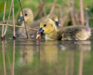 young geese chick eating bread in the water 