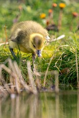 young geese chick went to the water
