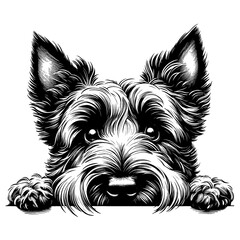 Cute Scottish Terrier dog peeking, hand drawn sketch. Vector isolated on white background	