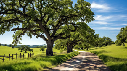 Country road through a field of oak trees and a wooden fence.