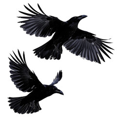 Obraz premium Soaring Crows in Flight Isolated on Transparent