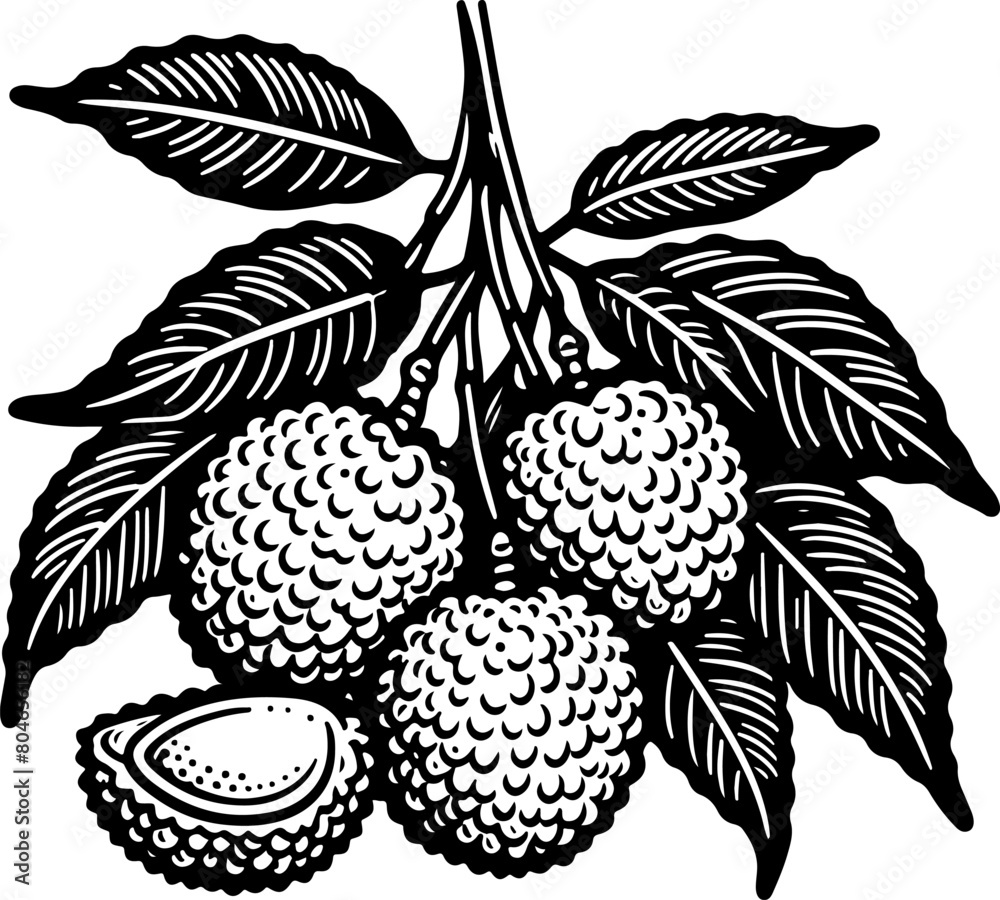 Wall mural Lychee fruit black outline illustration. Coloring book. - Wall murals