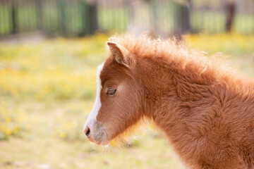 Side portrait of aa cute pony foal in the field