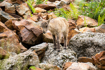 Baby ibex among the rocks, Maritime Alps Natural Park, ibexes graze the grass around a mountain lake near Entracque, Piedmont, Cuneo, Italy.