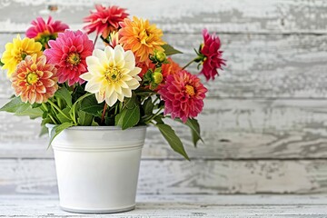 Fresh dahlia flowers in pot on wooden background
