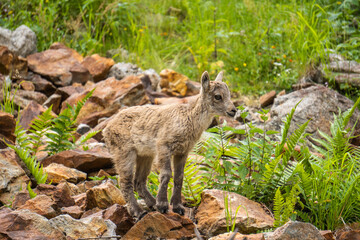 Baby ibex among the rocks, Maritime Alps Natural Park, ibexes graze the grass around a mountain lake near Entracque, Piedmont, Cuneo, Italy.