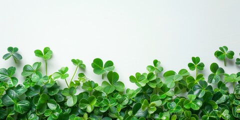 Lucky Shamrock Plants on White Background Generative AI