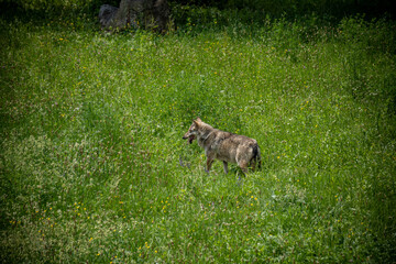 Italian wolf in the Maritime Alps Park.  Wildlife center Uomini e lupi of Entracque, Maritime Alps Park, Piedmont, Cuneo, Italy 
