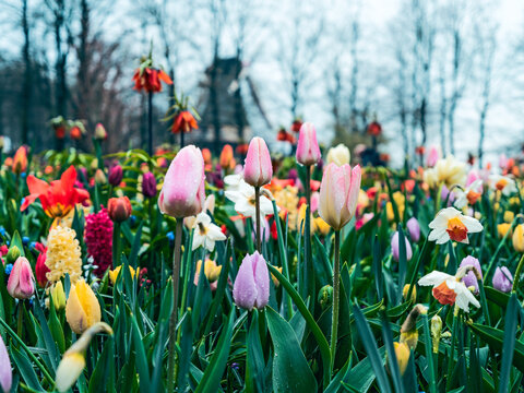 A Field Of Tulips