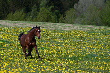 Auf in den Frühling. Braunes Pferd galoppiert über blühende Wiese