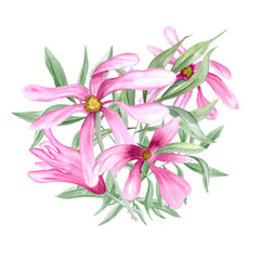 Bouquet of pink flowers and eucalyptus branch. Green leaves and magnolia flowers. Watercolor illustration for postcards, invitation, greetings