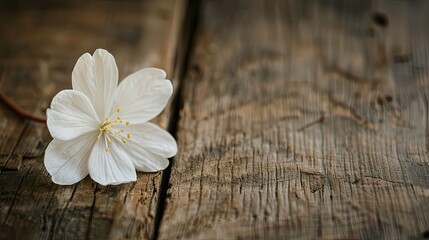 Fototapeta premium A delicate white flower resting gracefully on a rustic wooden table