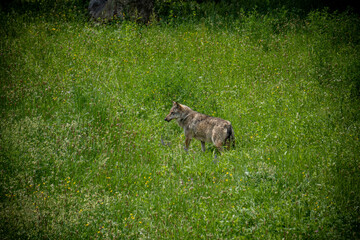 Italian wolf in the Maritime Alps Park, Wildlife center Uomini e lupi of Entracque, Maritime Alps...