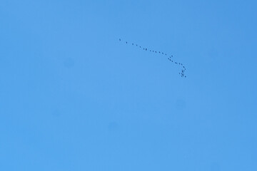 a flock of migratory birds high in the sky in the shape of a V