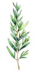 Watercolor Rosemary Twig Illustration - Isolated Green Leaf of Medicinal Herb and Drug in Nature