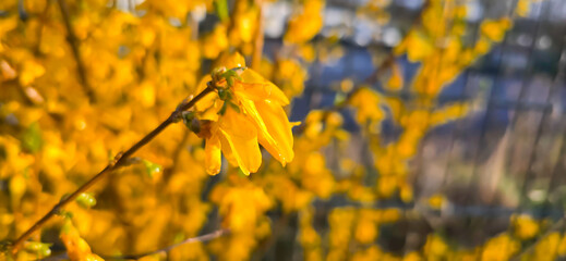Postcard motif forsythia bush in the garden. Spring blooming bushes and flowers in beautiful colors against a blurred background