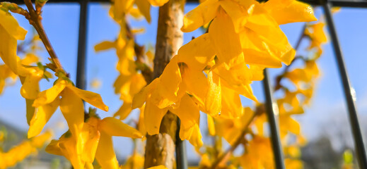 Postcard motif forsythia bush in the garden. Spring blooming bushes and flowers in beautiful colors...