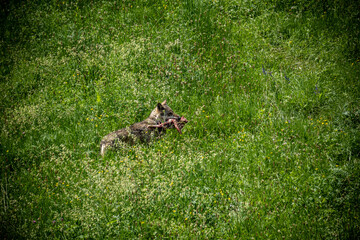 Italian wolf in the Maritime Alps Park, Wildlife center Uomini e lupi of Entracque, Maritime Alps Park, Piedmont, Cuneo, Italy 