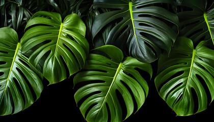 Emerald Beauties: A Dazzling Group of Green Leaves on a Mysterious Black Canvas