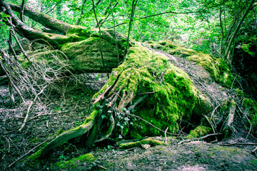 arbre mort couvert de mousse